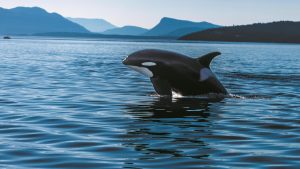 Orche a rischio estinzione: la scienza in pericolo e l’urgenza di salvarle