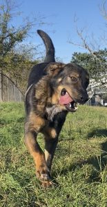 Scopri Amos, il celebre amico a quattro zampe che conquista tutti con il suo amore!