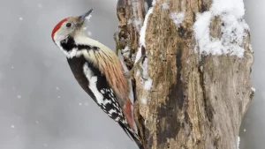Il fascino del picchio, una macchina perfetta per beccare e perforare il legno