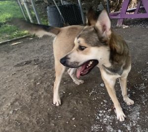 Il meraviglioso Mr. Higgins: il nostro pet della settimana! Scopri il suo talento unico!