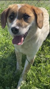 Incontra Sadie Rose: la dolce cagnolina che conquista tutti con il suo amore!