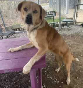 Scopri Belle, la cagnolina affettuosa in cerca di amore e una famiglia!