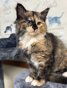 Alannah, la nostra elegante protagonista, cerca amore e una casa felice. Scoprila!