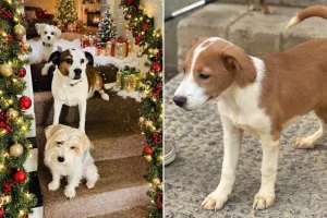 Cucciolo nato dopo il salvataggio della mamma vince il titolo di Pet della Settimana.