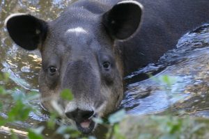 Aumento della deforestazione nella più grande riserva biosferica dell’America Centrale.