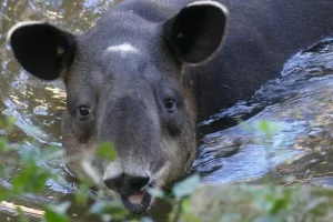 Aumento della deforestazione nella più grande riserva biosferica dell’America Centrale.