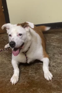 Scopri Dixie: un cuore grande come il suo sorriso, pronta per una nuova avventura!