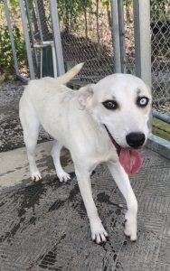 Magpie, il tuo nuovo amico a quattro zampe: scopri il suo affascinante mondo!