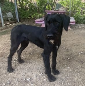 Scopri Jeeves, il tuo prossimo amico a quattro zampe! Affettuoso e giocherellone!