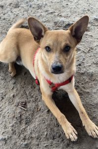 Scopri Lil Zip, l’incredibile pet della settimana che conquista tutti!