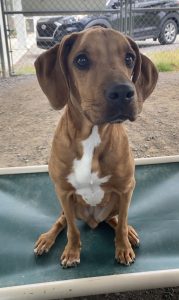 Cani eleganti cercano casa: adotta Fancy, il tuo nuovo amico a quattro zampe!