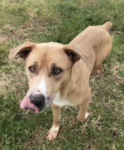 Scopri MacGyver: il compagno ideale per inseguire sogni e avventure!