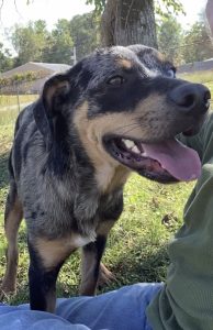 Colonel Mustard è qui! Scopri il nostro adorabile amico a quattro zampe della settimana.