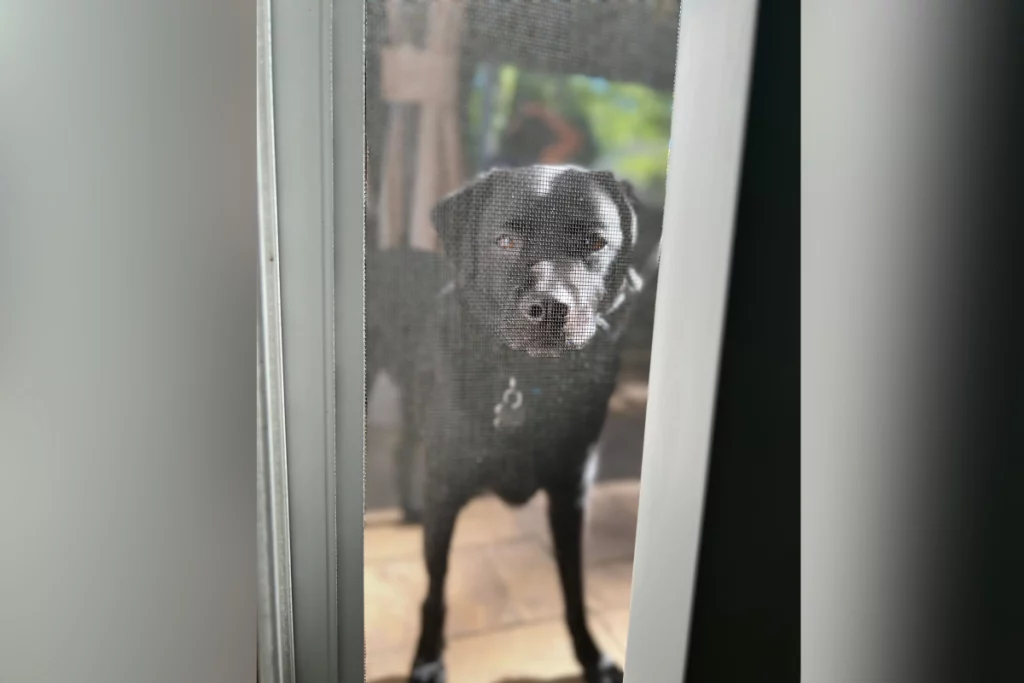 Il Labrador chiede al Husky del vicino un incontro: un momento che scalda il cuore