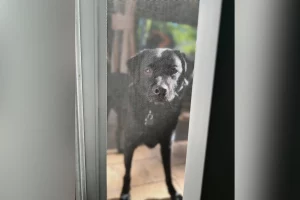 Il Labrador chiede al Husky del vicino un incontro: un momento che scalda il cuore