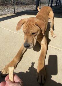 Cuddle Colby: un amore peloso che scalda il cuore per sempre!