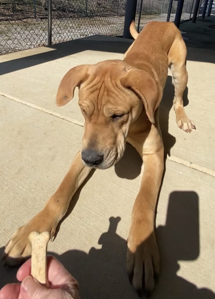 Cuddle Colby: un amore peloso che scalda il cuore per sempre!