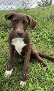 Joe, il nostro adorabile amico a quattro zampe, cerca una nuova famiglia amorevole!