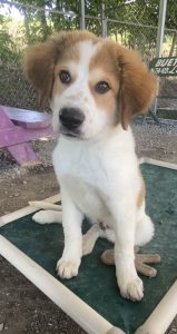 Incontra Badger: il tuo nuovo, adorabile compagno peloso da non perdere!