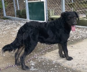 Incontra Nola, la raffinata gatta del sud: un’amica speciale da scoprire!