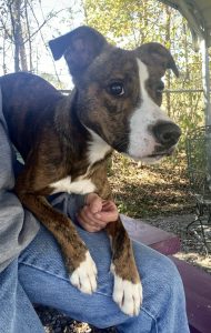 Incontra Peanut: il cucciolo adorabile che conquista tutti con il suo charm irresistibile!