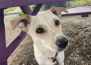 Marley: il tuo compagno ideale per momenti di relax e affetto. Scopri il suo mondo!