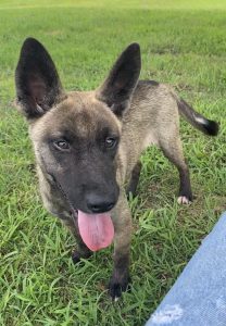 Scopri Sable, il compagno perfetto: affettuoso, giocherellone e pronto a riempire di amore!