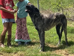 Scopri Della, il gigante gentile dal cuore d&rsquo;oro: un&rsquo;amica speciale per tutti!