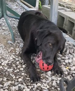 Scopri il tuo compagno ideale: il meraviglioso Huckleberry ti aspetta!