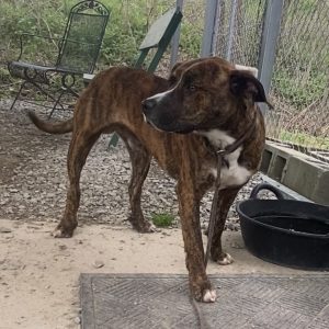 Scopri Otter, il nostro adorabile pet della settimana: un vero tesoro!