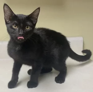 Scopri Evie, la gattina adorabile che sprigiona felicità e tenerezza in ogni momento!