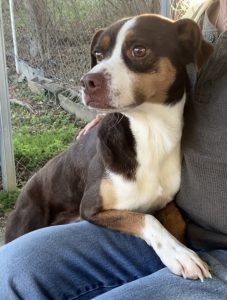 Incontra Gizmo: il tuo nuovo amico peloso pronto per avventure indimenticabili!