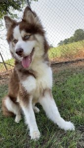 Titolo: Anastasia, la fedele osservatrice: il tuo nuovo amico a quattro zampe!