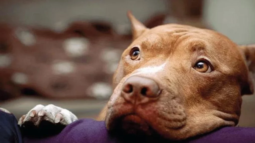 Cani aggressivi, parla il veterinario: dipendono dalla mal gestione, non dalla razza