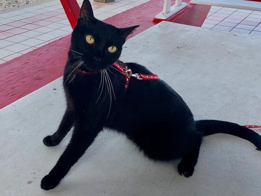 La storia di Ivar, il gatto ballerino vincitore del Premio Milo 2023