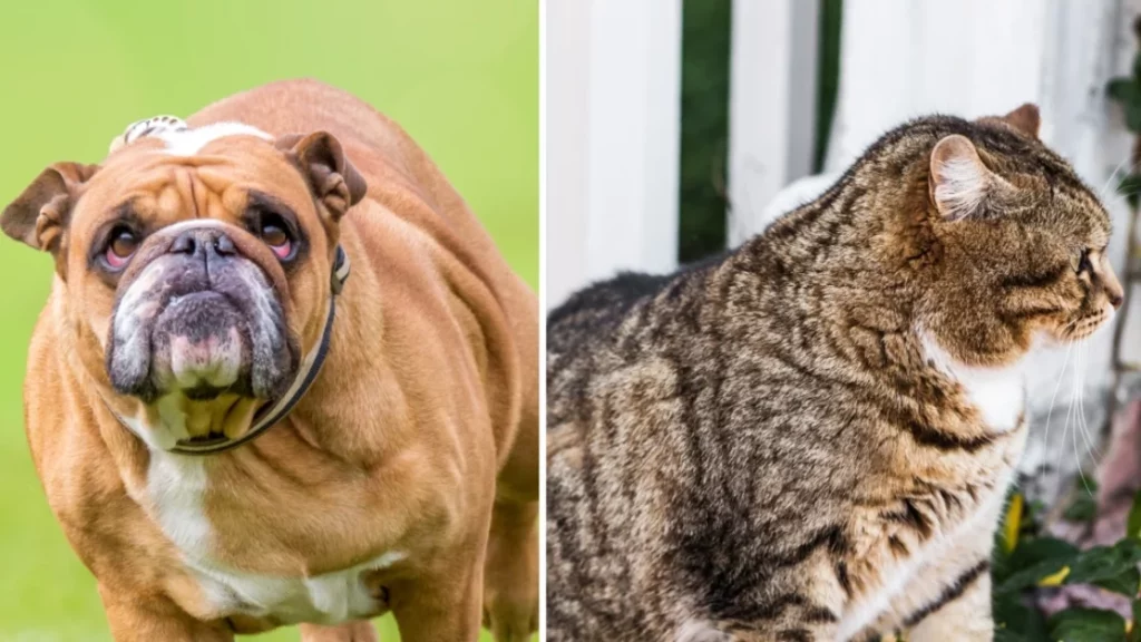 Animali domestici in sovrappeso, la prima causa di malattie croniche