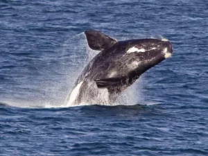 Le balene franche sono a rischio estinzione e nessuno fa nulla per preservarle