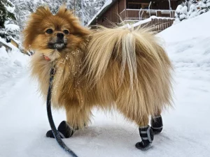 Proteggere il cane dal freddo è essenziale: come fare