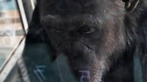 Morta a 49 anni la scimpanzè più intelligente del mondo, sapeva contare e disegnare