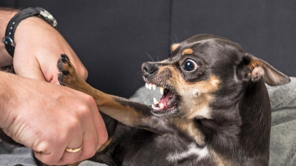 Riconoscere i segnali d’aggressività nei cani: capire per prevenire comportamenti problematici