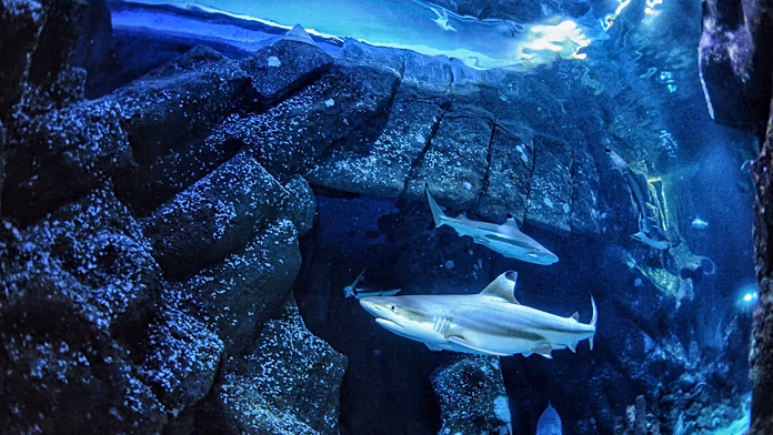 Squali iconici con denti affilati: l’acidificazione oceanica minaccia la loro forza.