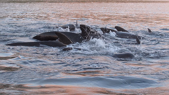 Crollo dei PFAS nelle balene: una notizia che nasconde possibili effetti negativi.