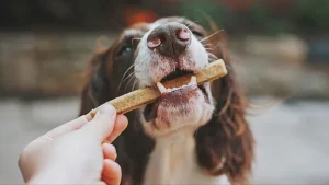 Titolo: L’impatto della cena del tuo cane sul clima supera quello della tua cena.
