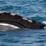 Rara balena in aumento: esperti segnalano il pericolo di estinzione imminente.