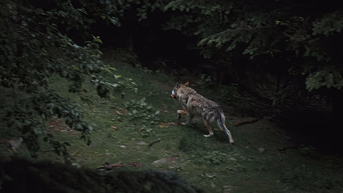 Branco di lupi chiude un aeroporto in Italia: la regione affronta difficoltà di convivenza.