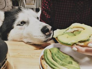 Sai qual è il cibo più tossico per il tuo cane? Non farglielo mai assaggiare
