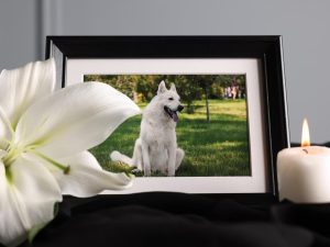 La morte di un animale domestico è dolorosa come quella di un familiare, secondo la scienza.