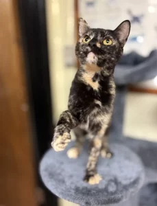 GingerBean: il perfetto equilibrio tra dolcezza e simpatia, un&rsquo;amica irresistibile!