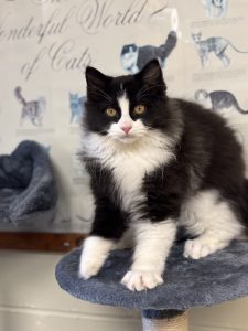 Incontra Baby: il cucciolo adorabile che cerca una casa affettuosa!