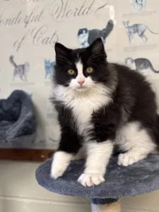 Incontra Baby: il cucciolo adorabile che cerca una casa affettuosa!